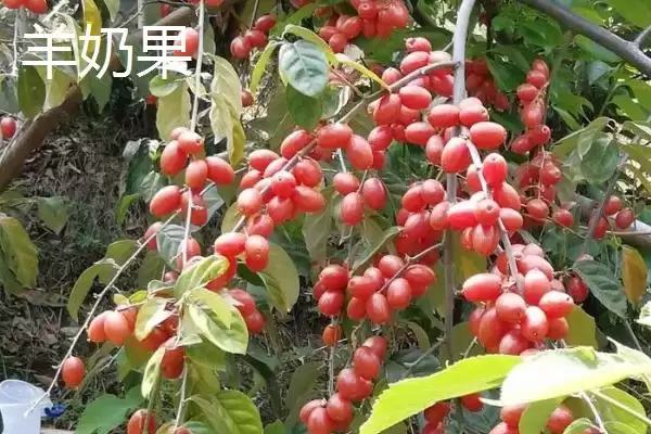 图片[3]-水果种植新宠：羊奶果当年种次年收的致富经-会东网