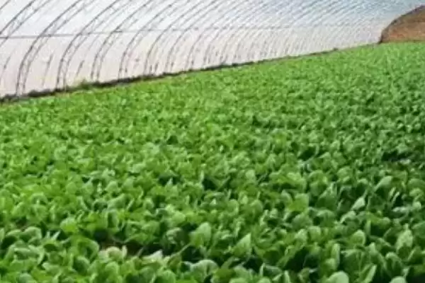 图片[2]-种植白菜的步骤和关键？种植白菜要留意哪些具体细节？-会东网