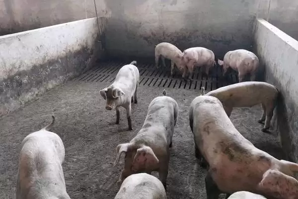 养猪驱虫的方法和重点?养猪要做好哪些驱虫操作细节?插图2 养猪驱虫的方法和重点?养猪要做好哪些驱虫操作细节?插图2