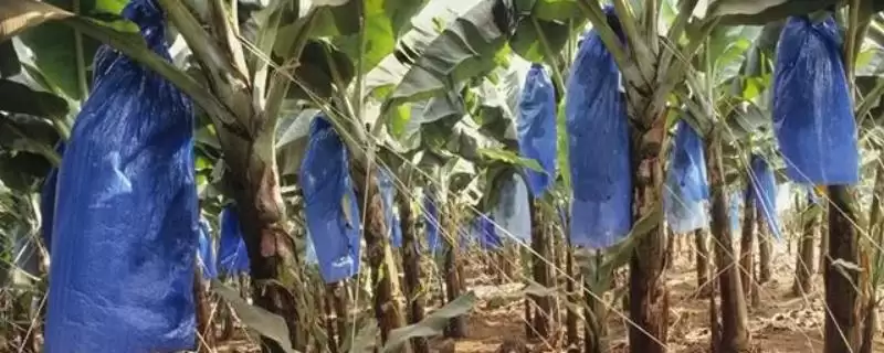 香蕉套袋原因的要点和解读？了解香蕉套袋需关注哪些关键信息？-会东网
