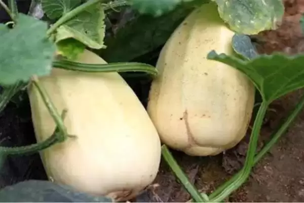 种植甜瓜防治烂瓜有啥方法和重点？种甜瓜要做好哪些细节？插图1