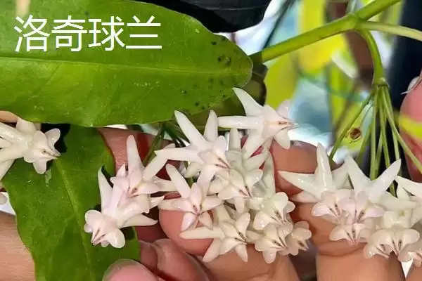 球兰养殖技巧与注意事项：“见干见湿”浇水原则要点插图9