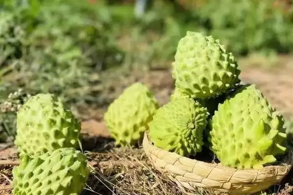 好吃的水果有哪些，常见的有丑橘、冰糖心苹果、雪莲果等插图4