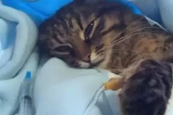 猫咪慢性肝炎是一种什么病症 ,猫咪慢性肝炎是肝脏长期发炎插图7 猫咪慢性肝炎是一种什么病症 ,猫咪慢性肝炎是肝脏长期发炎插图7