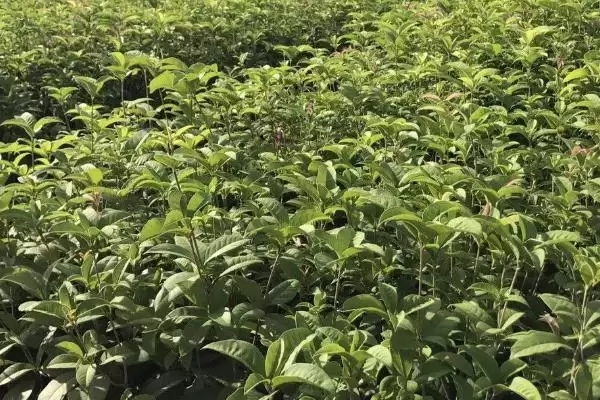 图片[4]-四季桂怎么种植？种植四季桂要遵循哪些科学的种植方法和养护要点？-会东网