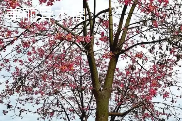 美丽异木棉和木棉有什么区别呢 ,美丽异木棉和木棉科属、形态、习性不同插图7 美丽异木棉和木棉有什么区别呢 ,美丽异木棉和木棉科属、形态、习性不同插图7