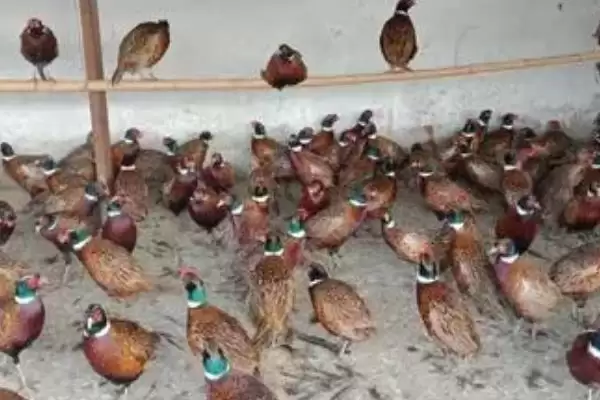 认识人工山鸡养殖优势的方法和重点?养鸡要做好哪些特种养殖优势挖掘?插图1 认识人工山鸡养殖优势的方法和重点?养鸡要做好哪些特种养殖优势挖掘?插图1