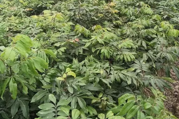 图片[5]-种植龙眼育苗的方法和要点？种植龙眼育苗需掌握哪些步骤？-会东网