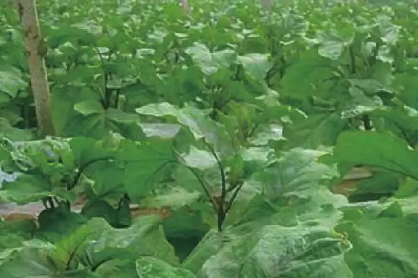 茄子施肥技巧:幼苗期农家肥、盛果期氮肥的科学搭配插图3 茄子施肥技巧:幼苗期农家肥、盛果期氮肥的科学搭配插图3