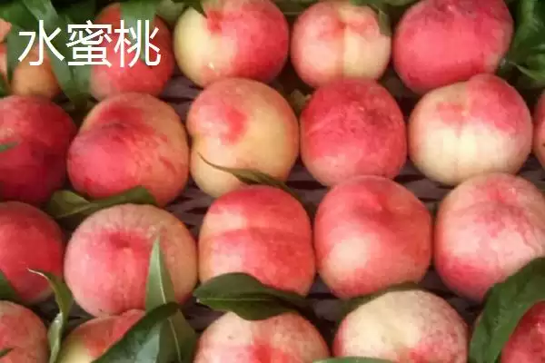 图片[3]-九月份桃子的情况 ,九月份还能吃到桃子吗，此时的桃子啥样？-会东网