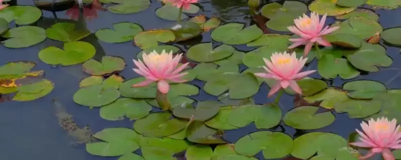 睡莲和碗莲的区别？区分睡莲和碗莲要关注哪些重要的形态和生长差异？-会东网