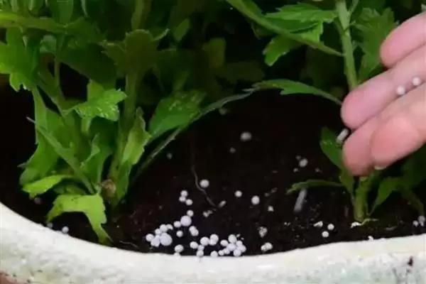 菊花的花色种类 ,菊花的花色具体分为哪些类别呢？插图6