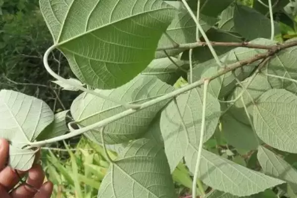图片[4]-什么是白背叶？认识白背叶要了解哪些关键的植物形态和特性？-会东网