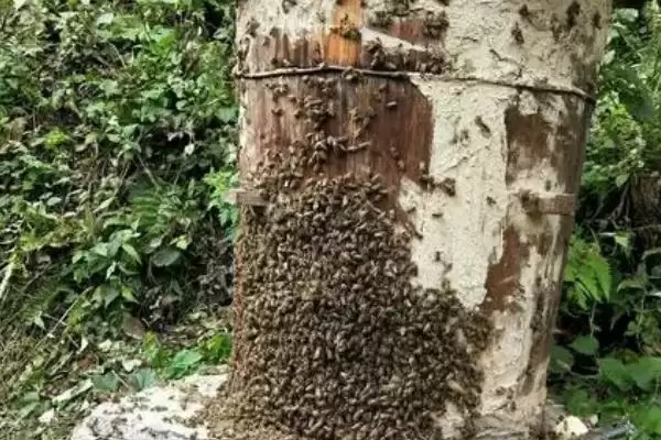 图片[4]-诱蜂最快方法，在诱蜂工具内壁涂抹蜂蜡可吸引蜜蜂-会东网