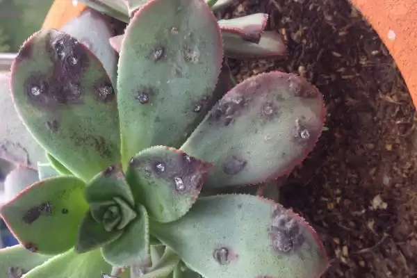 巧克力多肉盆栽注意事项?插图9 巧克力多肉盆栽注意事项?插图9