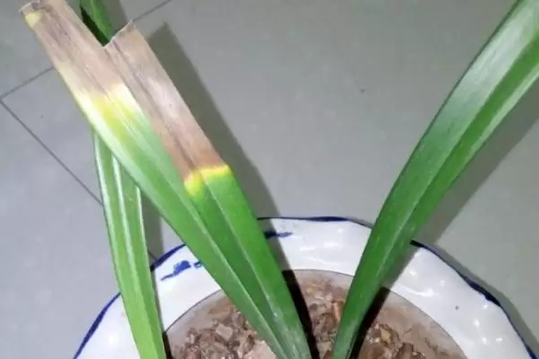 兰花的常见病害及防治 ,兰花常见的疫霉病等如何防治?插图5 兰花的常见病害及防治 ,兰花常见的疫霉病等如何防治?插图5