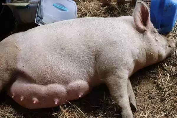 应对夏季母猪热应激负面影响的方法和重点？养猪要做好哪些防暑细节？插图2