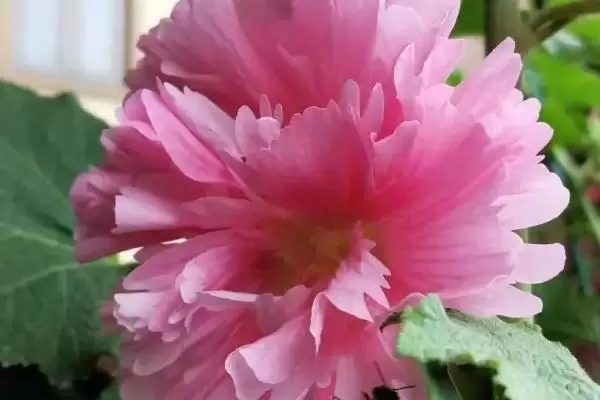 图片[4]-修剪盆栽芙蓉花的方法和重点？修剪盆栽芙蓉花要做好哪些细节？-会东网