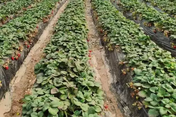 图片[4]-怎么应对草莓育苗和种植期间土壤带菌的问题，高温闷棚可以有效灭杀细菌和虫卵-会东网