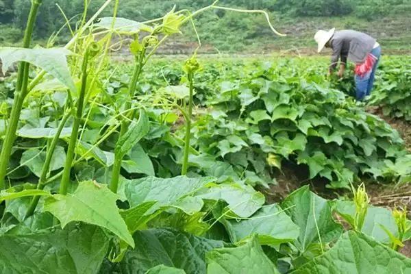 图片[3]-龙须菜的外观形态特征 ,龙须菜花朵和果实有何特点？-会东网