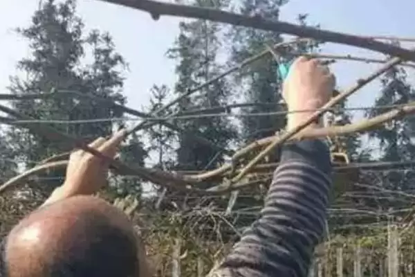 猕猴桃树要怎么进行修剪操作呢 ,猕猴桃树需剪疏生长过密的枝叶插图2 猕猴桃树要怎么进行修剪操作呢 ,猕猴桃树需剪疏生长过密的枝叶插图2