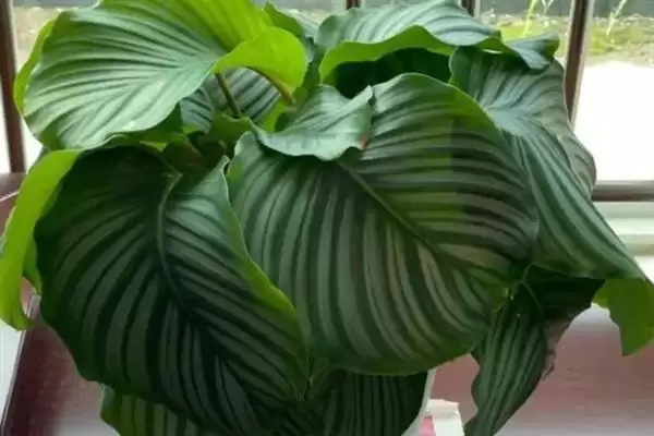 青苹果竹芋怎么养爆盆,在生长期每周施加一次稀薄的有机肥插图6 青苹果竹芋怎么养爆盆,在生长期每周施加一次稀薄的有机肥插图6