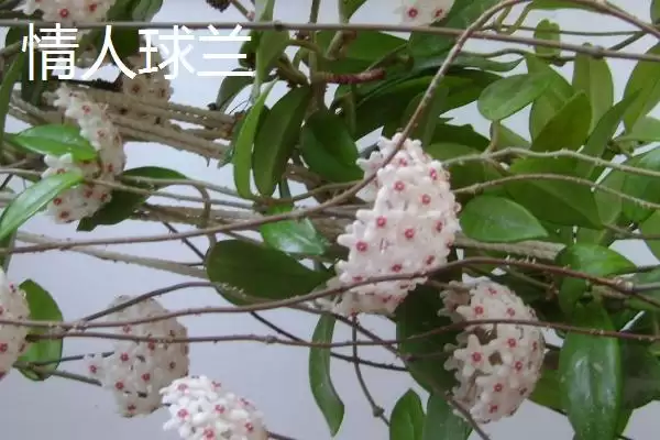 球兰品种颜值大赏：众多品种各有特点的观赏价值插图7