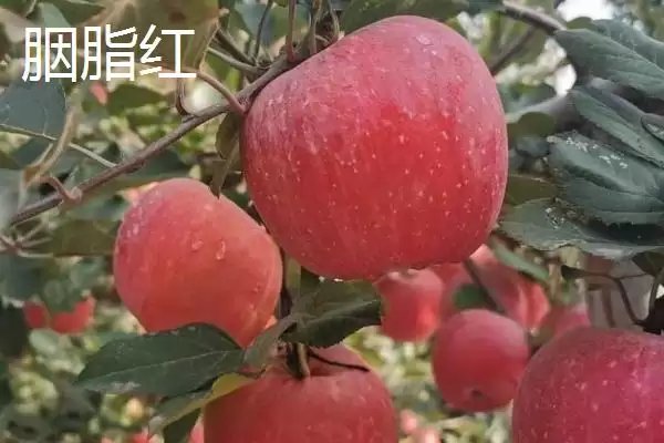 常见的苹果品种，红富士、金帅、红将军等品种较常见插图8
