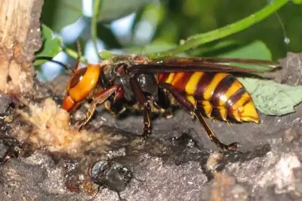 虎头蜂蛰了会死吗，被蛰者可能会有生命危险插图6