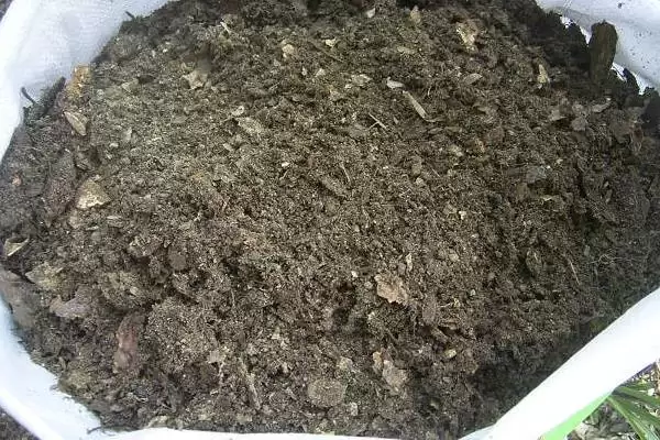 图片[2]-天竺葵的养护方法？养护天竺葵要掌握哪些从光照、浇水到施肥的要点？-会东网