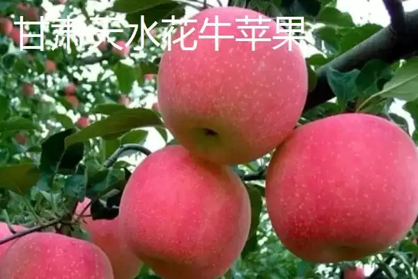 我国苹果产地，主要集中在北方插图4