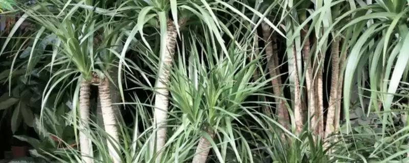 龙须兰的剪头方法 ,龙须兰为何剪短过长枝条呢?-会东网