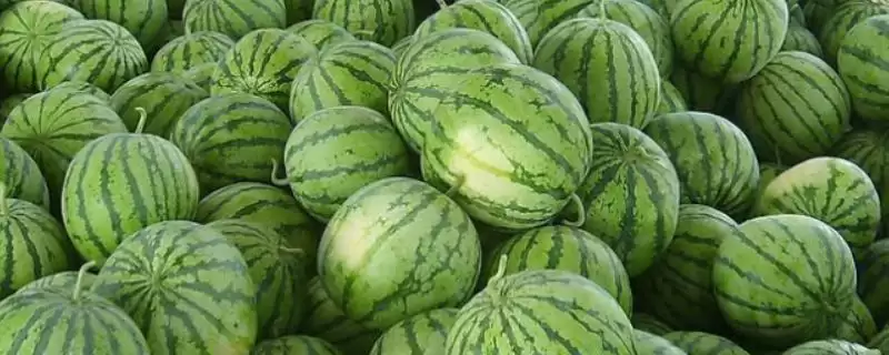 探寻中国哪里产出西瓜味道好的方法和重点?找味道好西瓜产地要做好哪些细节?-会东网