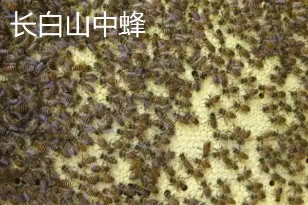 图片[8]-中蜂的品种，群势大小不一-会东网
