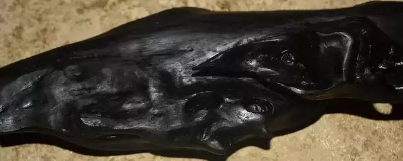 乌木形成树种的种类和要点？了解乌木形成需关注哪些树种？-会东网
