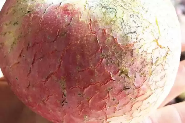 苹果为什么会出现裂纹,通常是因为患有苹果裂纹病插图3 苹果为什么会出现裂纹,通常是因为患有苹果裂纹病插图3