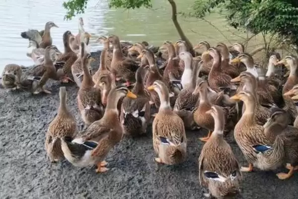 麻鸭和白鸭有什么区别 ,麻鸭和白鸭外形特征有何不同插图2