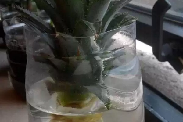 图片[2]-菠萝顶在水中的生长情况 ,将菠萝顶放水中能否生长结果-会东网