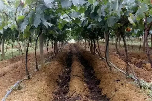 葡萄施硅肥的原因剖析：增强抗病力、提高品质的科学原理插图6