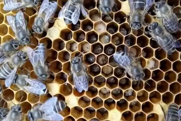图片[3]-蜜蜂常见病虫害和防治方法，常见的病虫害有囊状幼虫病、爬蜂病、白垩病-会东网