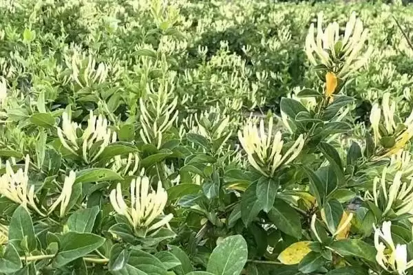 金银花的种植技术 ,金银花有哪些繁殖种植技术插图2