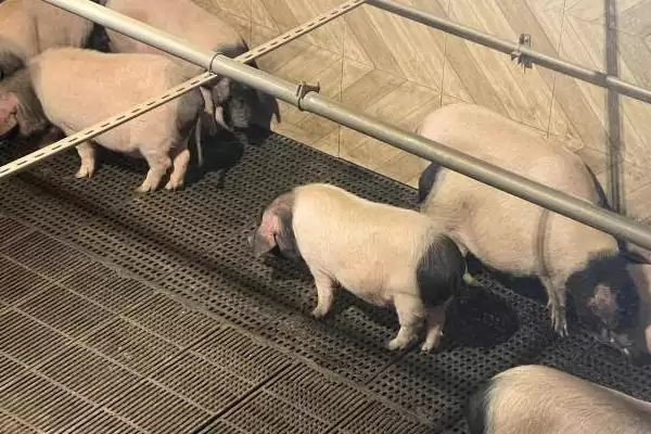 金华猪的养殖技术 ,养殖金华猪要注意哪些技术插图2