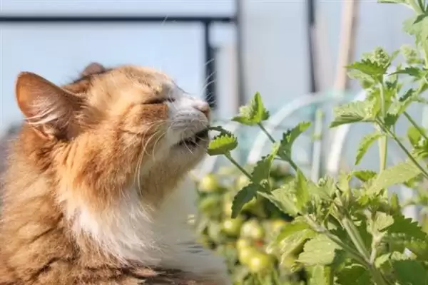 猫薄荷有什么作用 ,猫薄荷对猫咪有何影响插图1