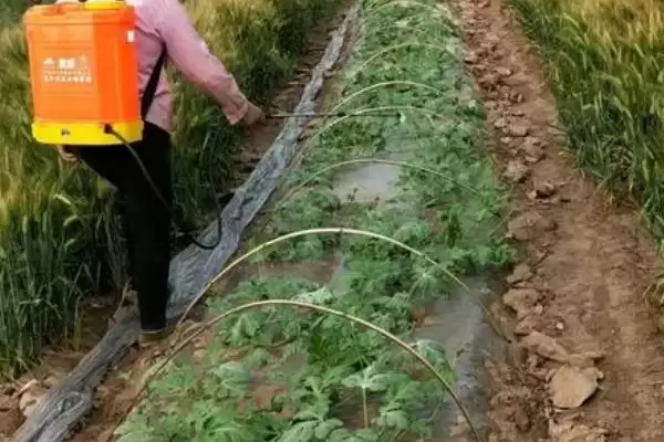 防治西瓜细菌性角斑病的方法和重点？种西瓜防角斑病要做好哪些细节？插图3