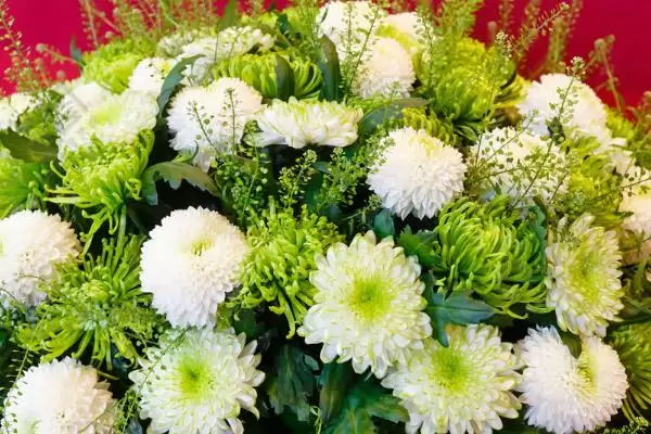 绿菊花的花语有哪些寓意 ,绿菊花有何花语寓意插图1