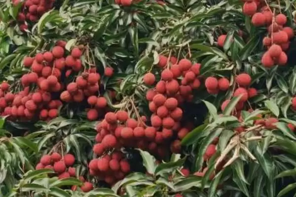 图片[4]-无核荔枝优缺点的要点和分析？分析无核荔枝需关注哪些方面？-会东网