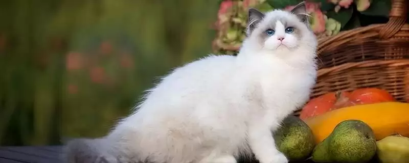 猫咪拉肚子脱水该怎么处理 ,猫咪拉肚子脱水需依原因针对性处理-会东网