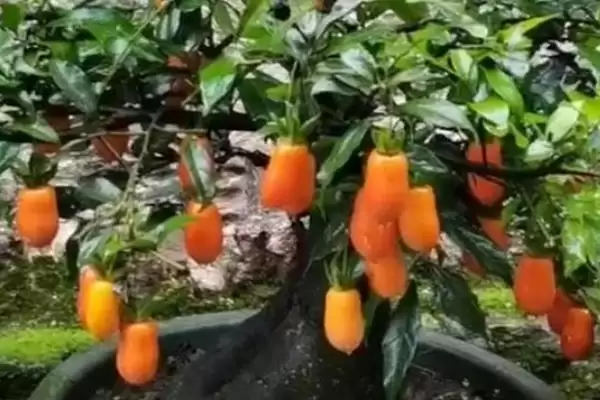 图片[8]-客厅适合摆放的植物 ,客厅适合摆放哪十种常见植物呢？-会东网
