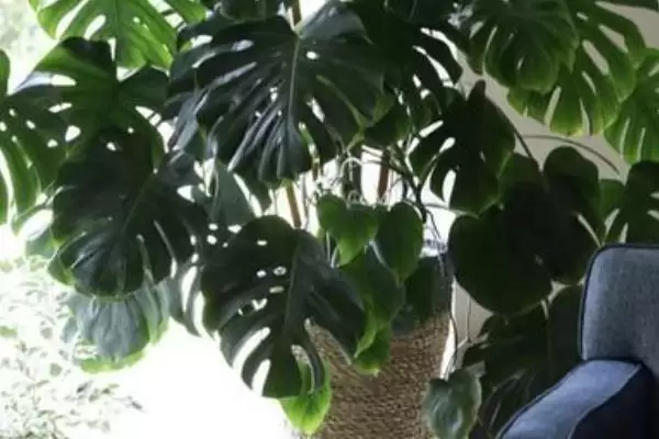 猫咪不能碰的剧毒植物有哪些种类 ,如百合、铃兰插图7