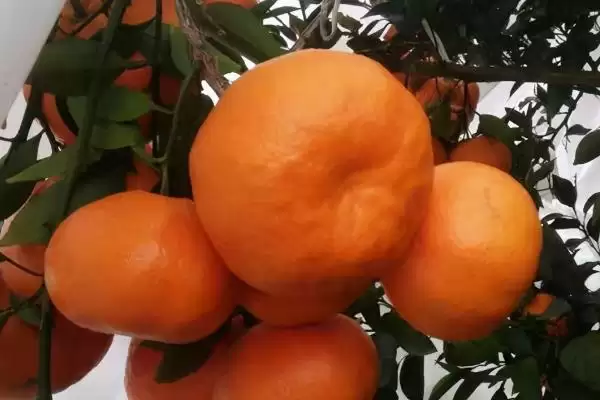 明日见和有何品种特性呢 ,明日见品种的甜度特别高是其特点插图3 明日见和有何品种特性呢 ,明日见品种的甜度特别高是其特点插图3